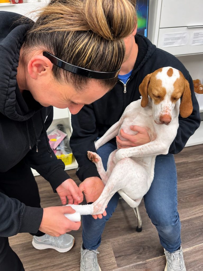 Team member bandaging a beagle's leg