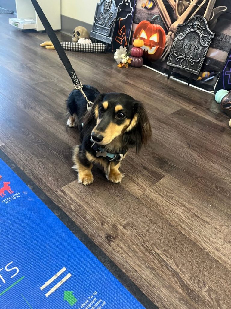Black and tan dachshund on a leash