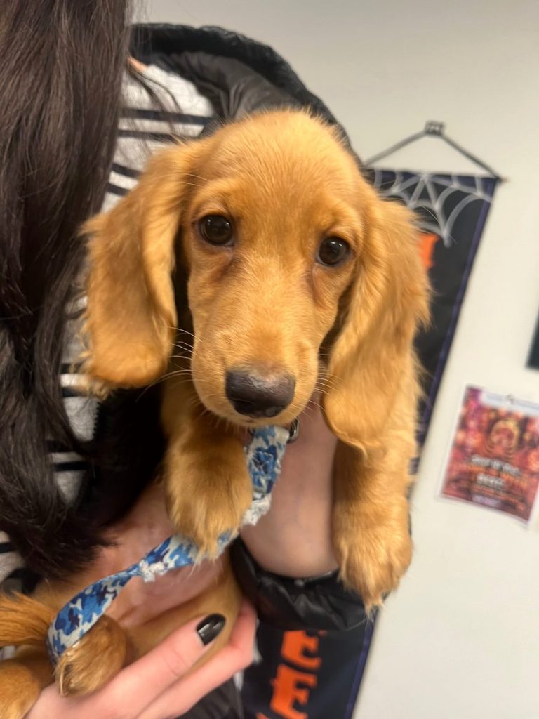 Golden long-haired dachshund puppy