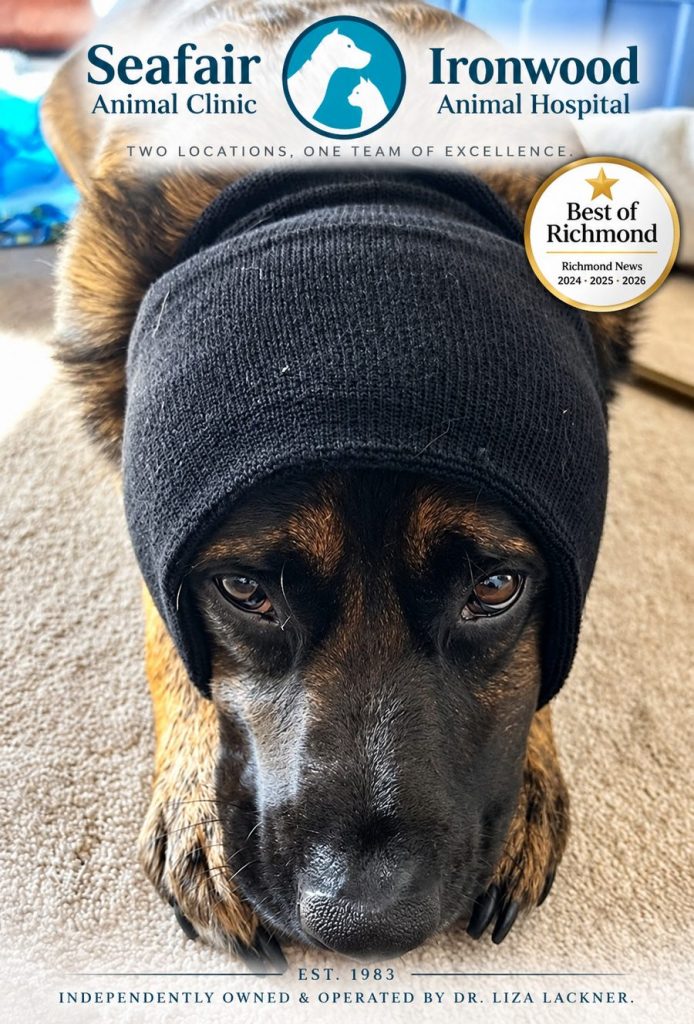 Dog wearing a black knit snood