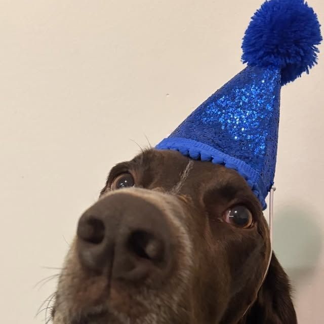 Dog wearing a blue party hat