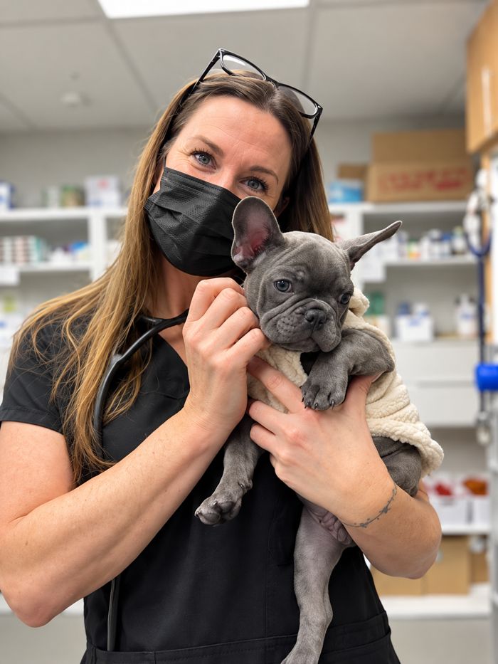 Team member holding a French bulldog puppy