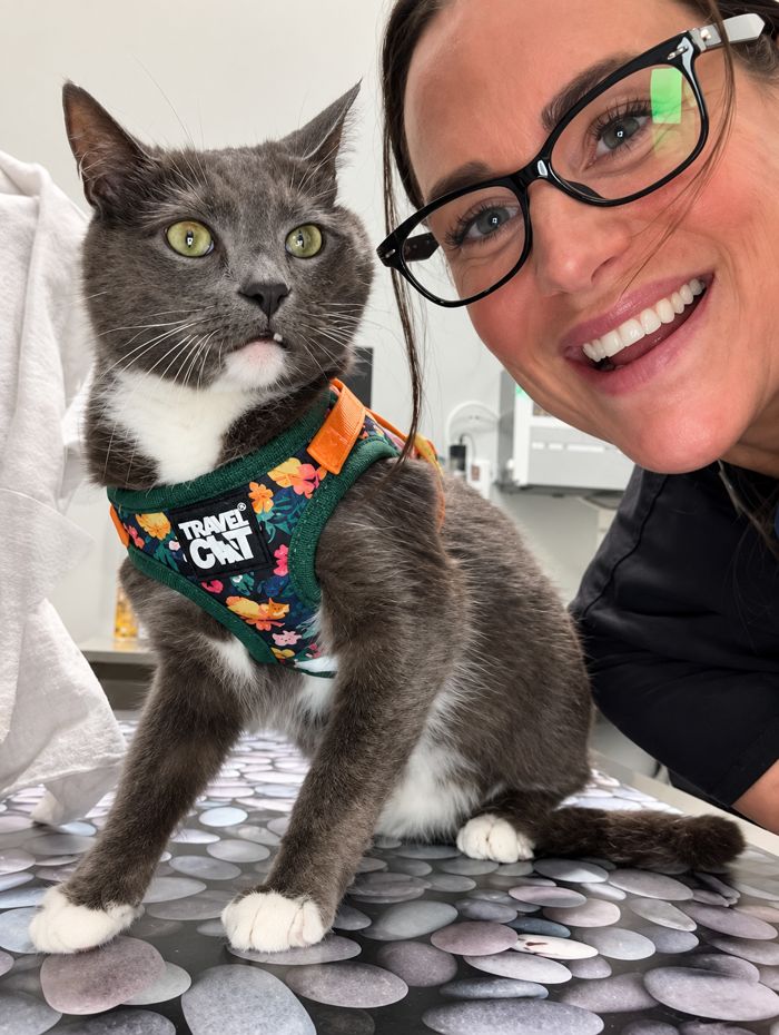 Grey cat in a floral harness with a team member