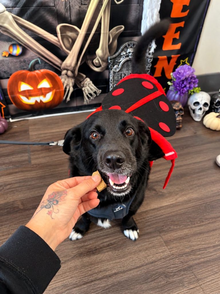 Black dog in a ladybug costume getting a treat