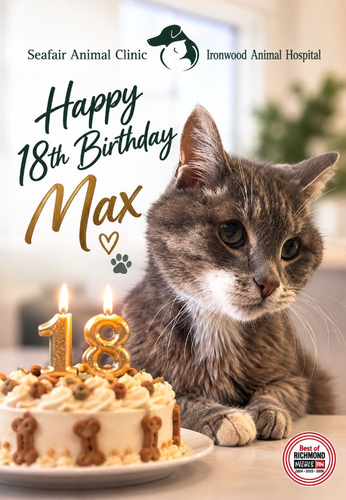 Max the cat celebrating his 18th birthday
