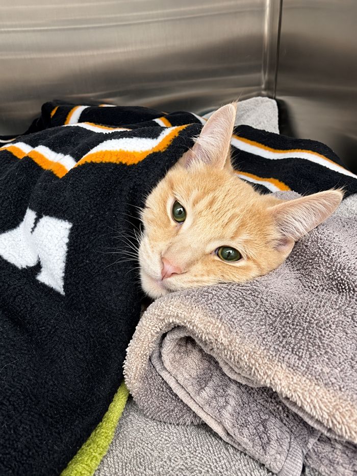 Orange cat resting on blankets