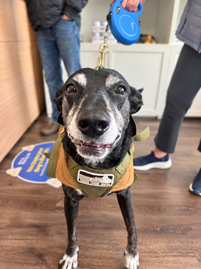 Senior dog smiling at reception