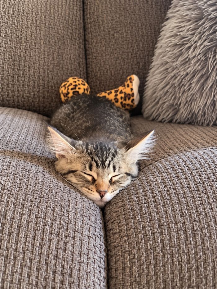 Tabby kitten asleep on the couch