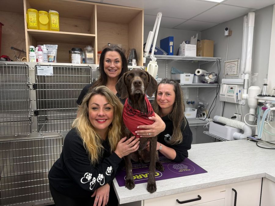 Three team members with a dog in the treatment room