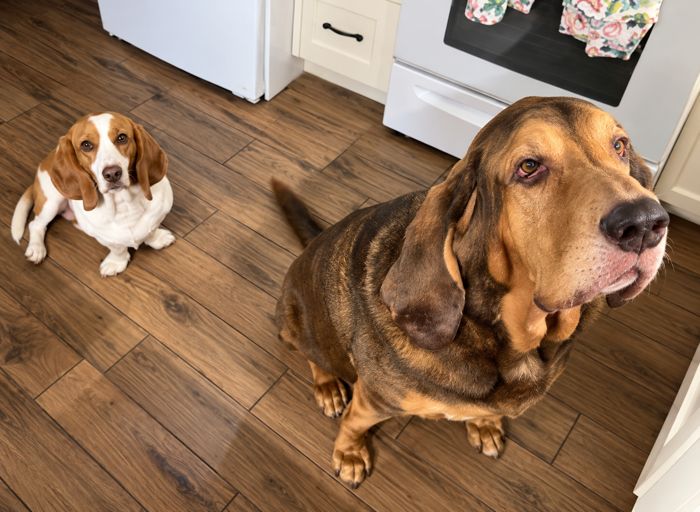 Two hounds waiting in the kitchen