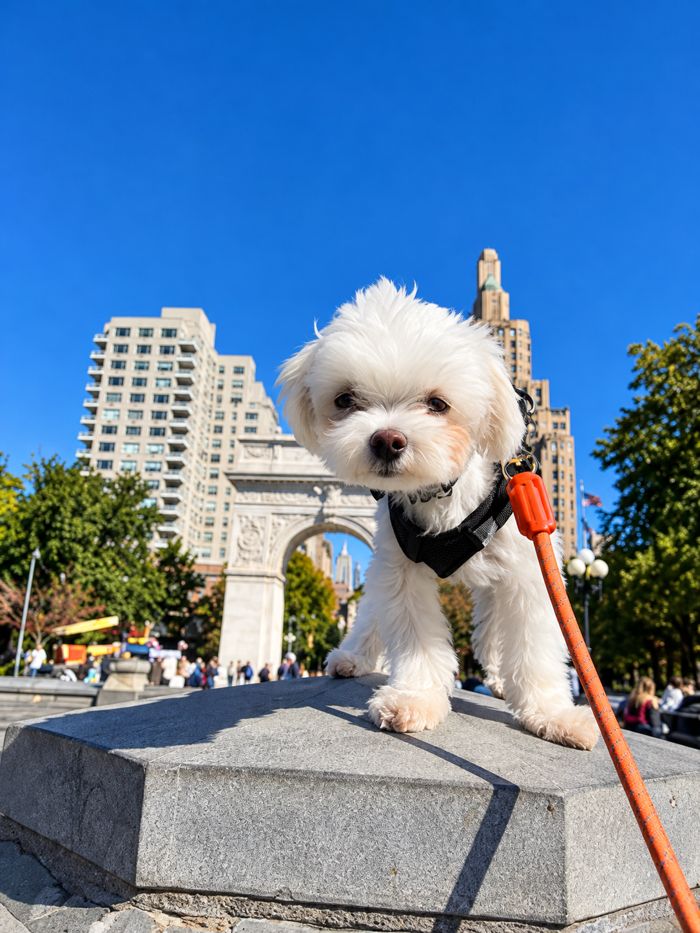 Fluffy white puppy out on a walk