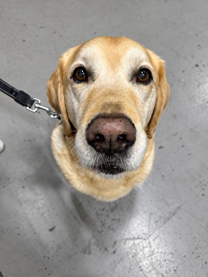 Yellow Labrador looking up